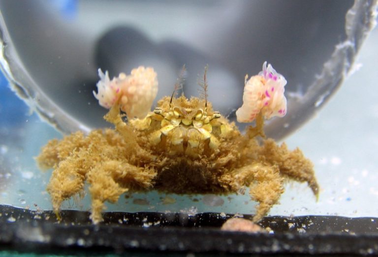 Lybia leptochelis