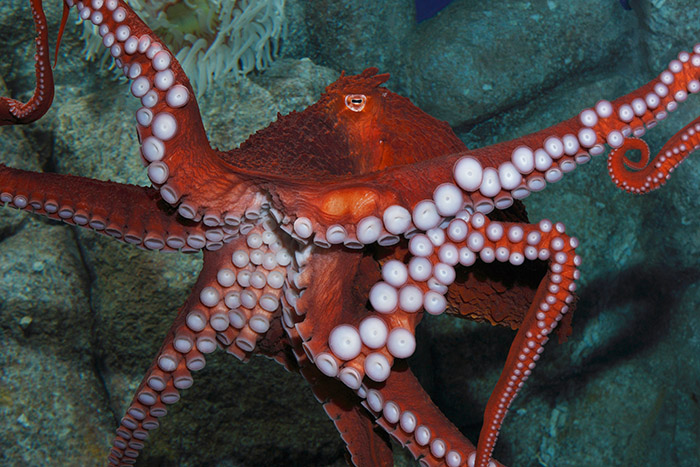 Giant Pacific octopus, Enteroctopus dofleini