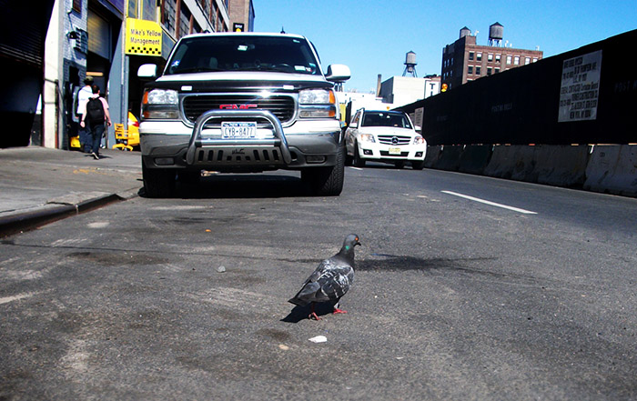pigeon_cross_the_road