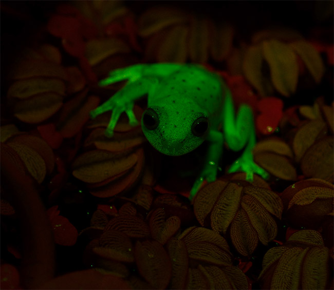 Hypsiboas fluorescence1