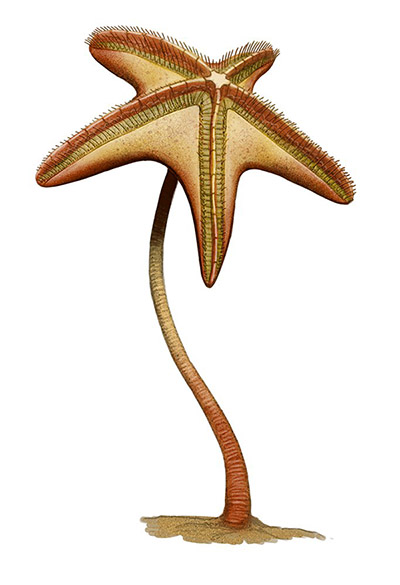Kosachenkoastrus volkhovensis