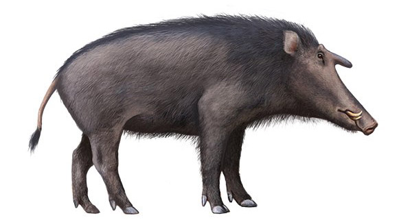 Kubanochoerus robustus