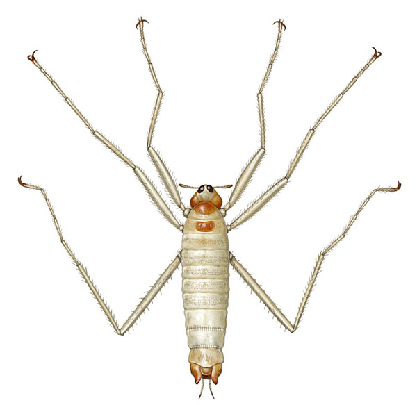 Saurophthirus longipes
