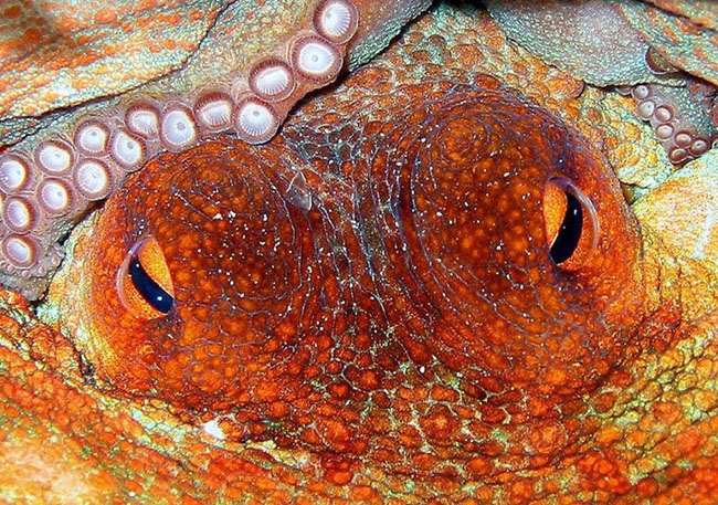 octobrain