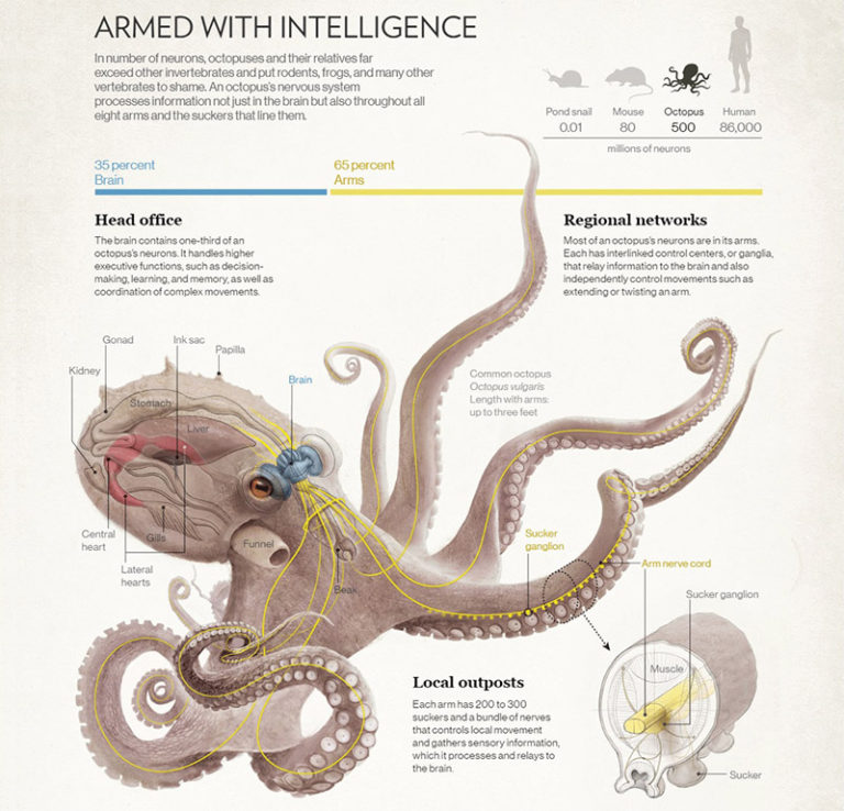 octopus-nervous-system