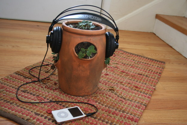 plant-listening