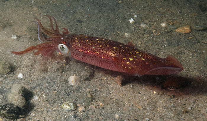 Doryteuthis pealeii
