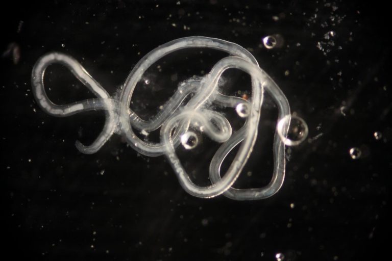 Gongylonema pulchrum Jon Allen