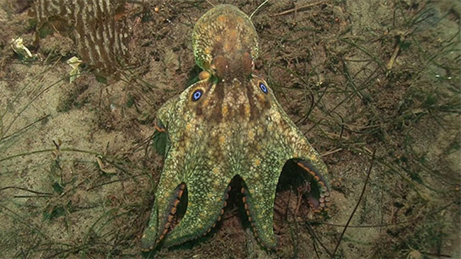 Octopus-bimaculoides