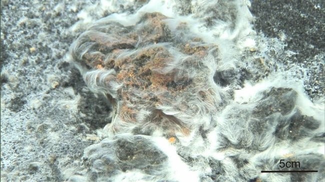 thiolavaveneris