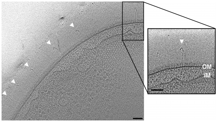 Azospirillum brasilense extracellular appendages