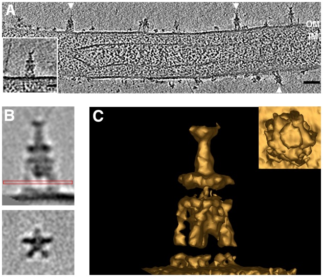 Prosthecobacter debontii extracellular appendages