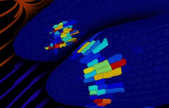 arabidopsis-brain