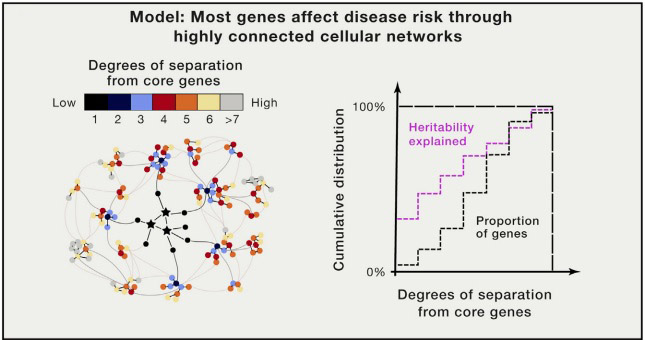 omnigenic model