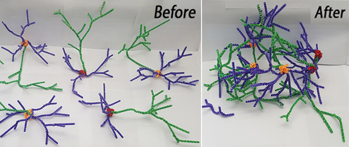 pipe cleaner neurons