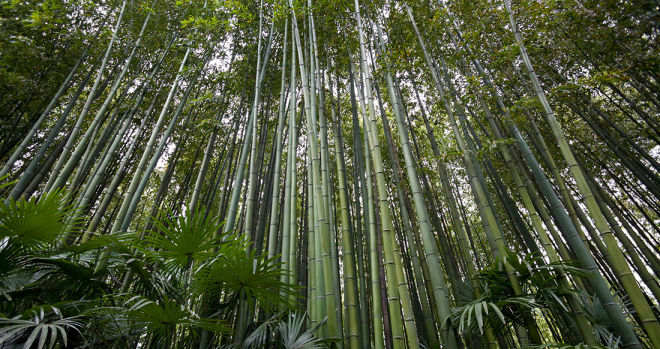 Phyllostachys bambusoides