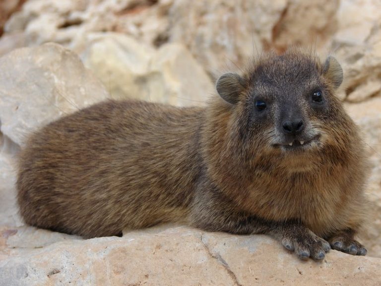 Капский даман (Procavia capensis)